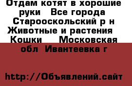 Отдам котят в хорошие руки - Все города, Старооскольский р-н Животные и растения » Кошки   . Московская обл.,Ивантеевка г.